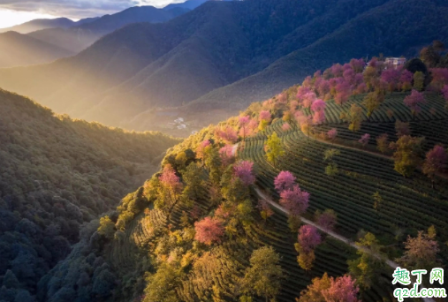 无量山樱花谷门票多少 云南无量山的樱花什么时候开2