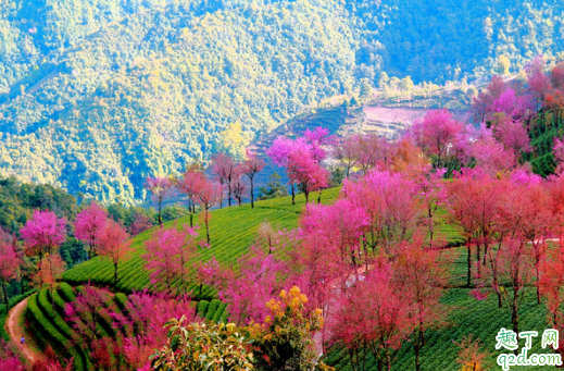 无量山樱花谷有住宿吗 大理到无量山樱花谷有多远2