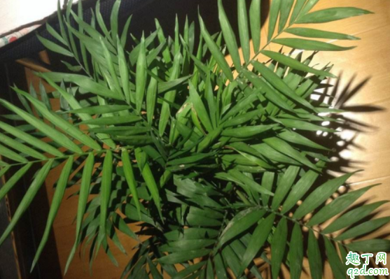 散尾竹和散尾葵是一种植物吗 种散尾葵一般用什么土1