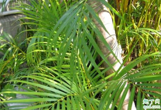 散尾竹和散尾葵是一种植物吗 种散尾葵一般用什么土2