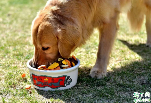 狗不能吃咸的东西吗 狗可以吃玉米棒子嘛2