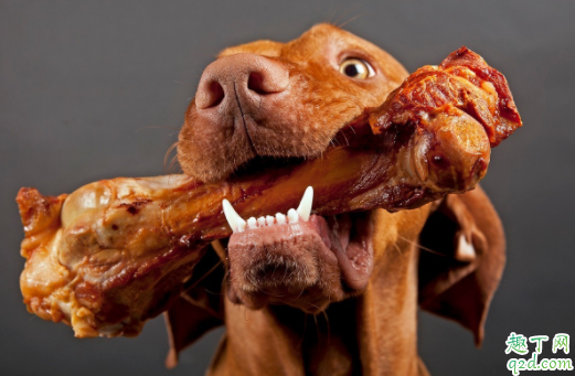 狗不能吃咸的东西吗 狗可以吃玉米棒子嘛4