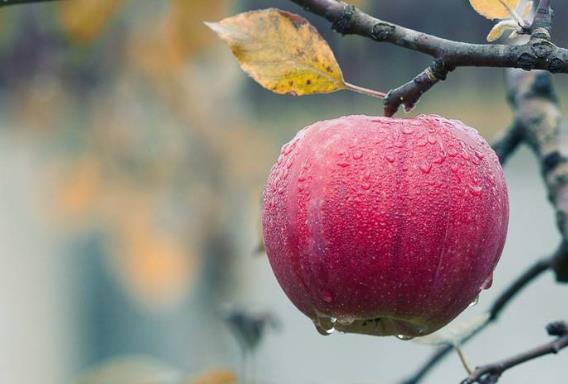 冰糖心苹果的糖心是怎么形成的？是苹果得了糖心病 与普通苹果区别
