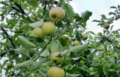 黄香蕉苹果什么时候成熟 黄元帅苹果成熟季节