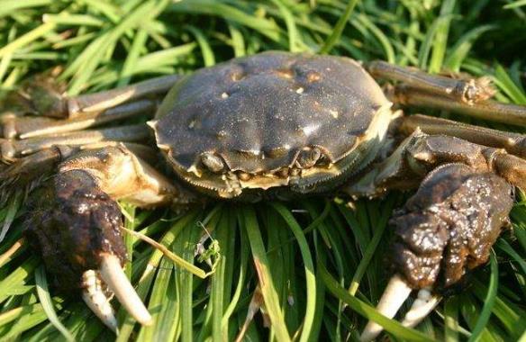 野生螃蟹能吃吗？野生的螃蟹怎么做好吃有营养？